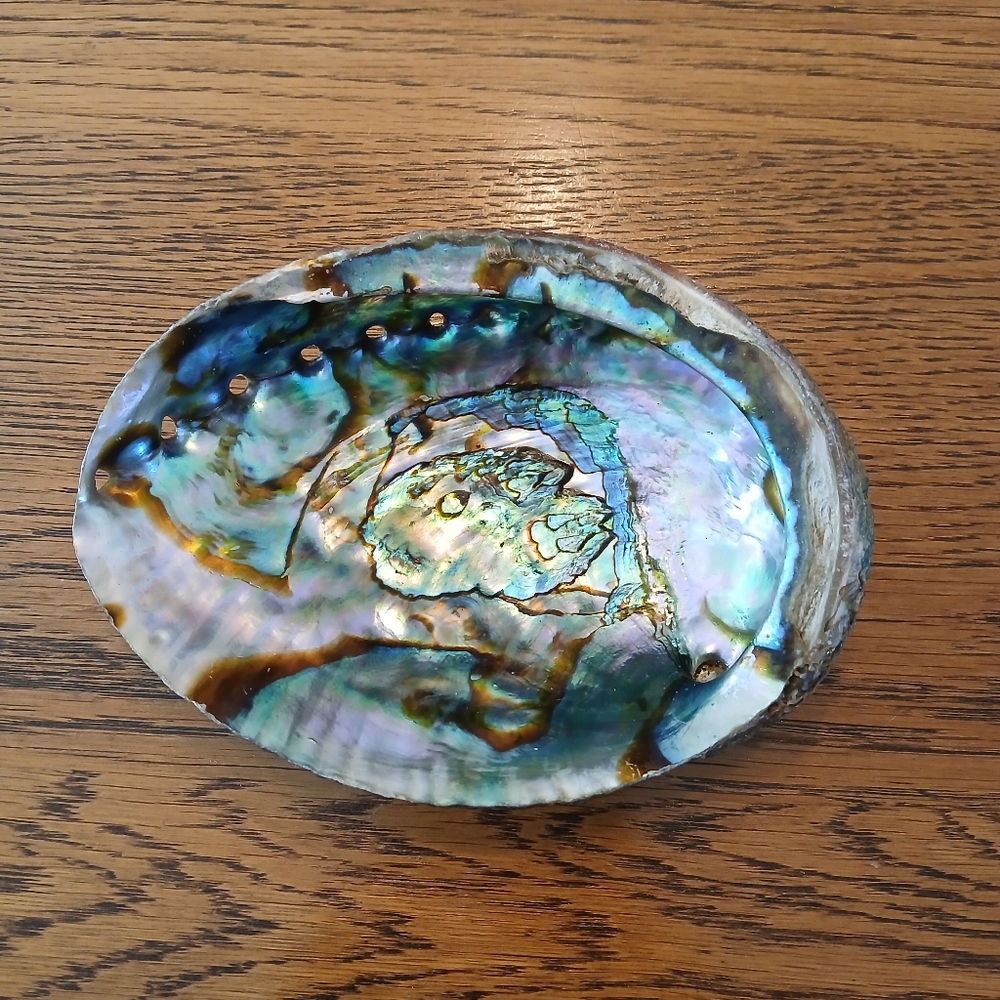 Abalone Shell 🔥💎